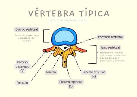 Vértebra Típica Anatolearning notes Fátima Paico B uDocz