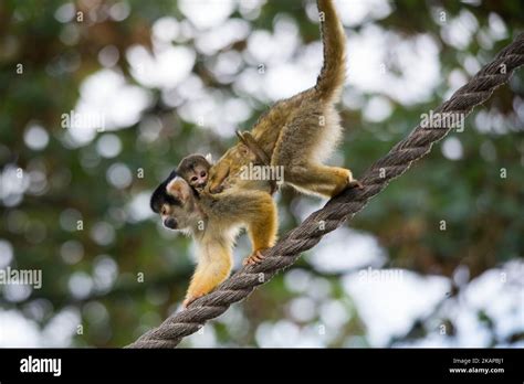 Squirrel monkey and baby Stock Photo - Alamy