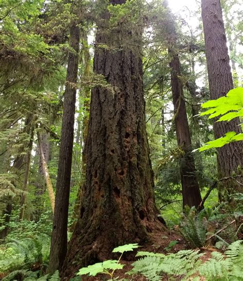 Gifford Pinchot National Forest - About the Forest