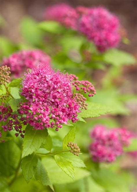 Spiraea Japonica Double Play Gold Yan Spirea Garden Center Marketing