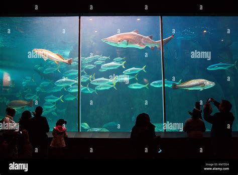 Visitors enjoying Two Oceans Aquarium, Cape Town, South Africa Stock ...