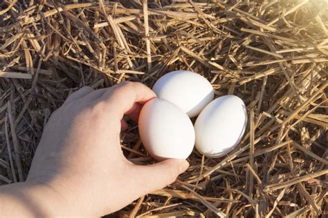 Wie Viele Eier Legt Ein Huhn Am Tag Tierischehelden De