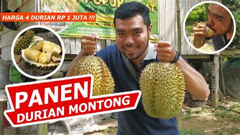 Panen Durian Montong Thailand Premium TERBESAR Di Kampar Riau Dijual