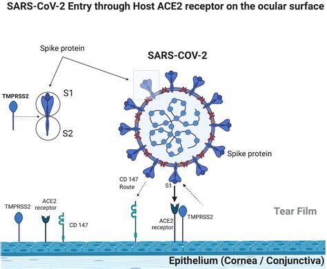 Frontiers Sars Cov 2 And Ocular Surface From Physiology To Pathology