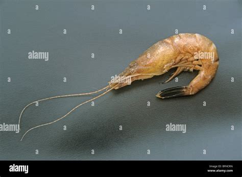 Common Shrimp Crangon Crangon Cooked Specimen Studio Picture Stock