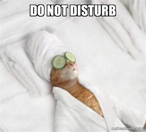 disturb pampered cat meme meme generator