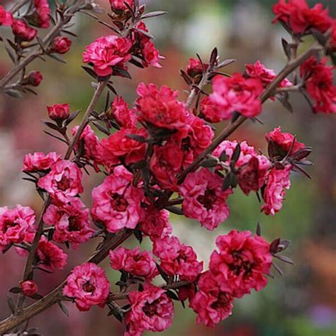 Leptospermum Scoparium Nanum Dwarf Red Tea Tree White House Nursery