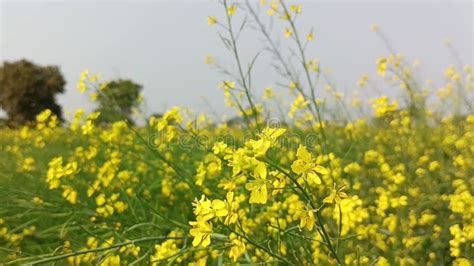 Mustard Crop In Field And Blowing Wind Stock Video Video Of Moving