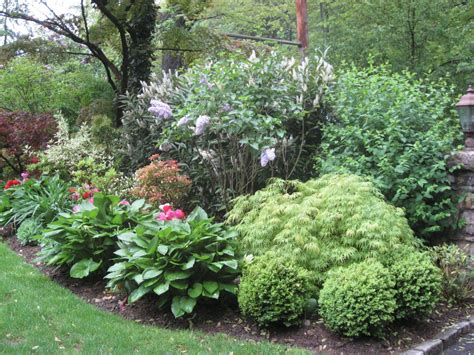 Boxwood With Hostas Boxwood Landscaping