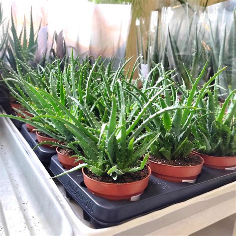 Aloes Drzewiasty Aloe Arborescens Cm Sklep Kwiatydonice Pl