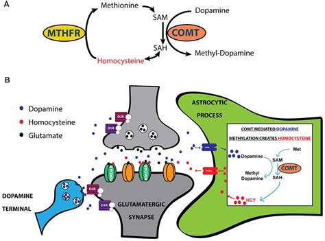 Frontiers Synaptic Effects Of Dopamine Breakdown And Their Relation