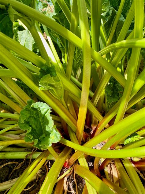 Victoria Rhubarb The Plant Good Seed Company