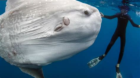 New Species Is 5,000 Pounds of Freaky Fish - Videos from The Weather ...