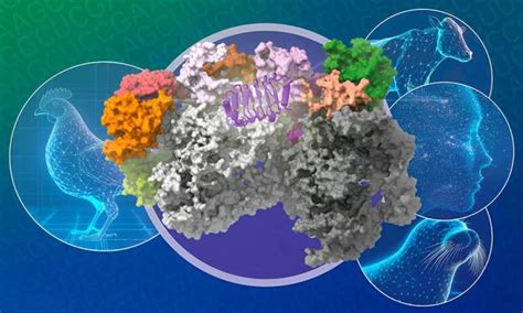 New Insights On How Bird Flu Crosses The Species Barrier