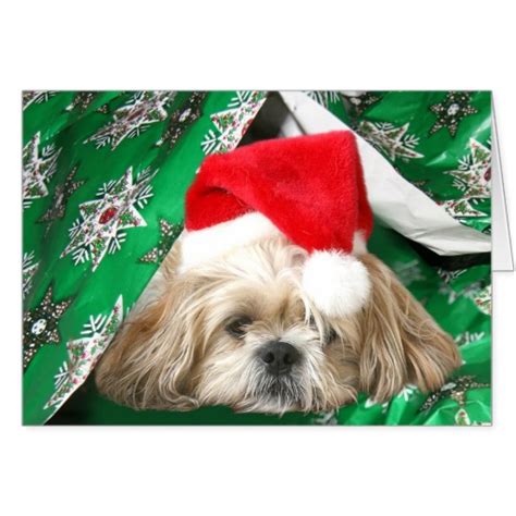 🔥 [40+] Shih Tzu Christmas Wallpapers | WallpaperSafari