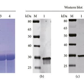 Purification And Identification Of Recombinant Fljb Protein A