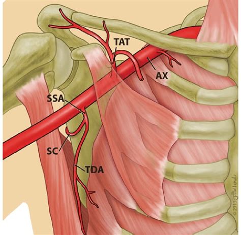 Dorsal Scapular Artery