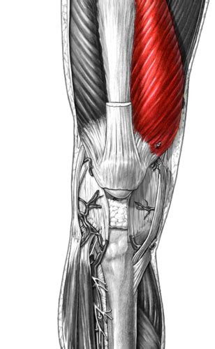 Muscles Of Arm And Leg Flashcards Quizlet