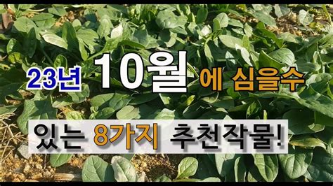 10월에 심을 수 있는 8가지 추천 작물 주말농장 가을에 심는 작물 마늘 양파 심기 Youtube