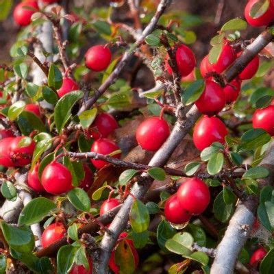 Cotoneaster Rampant Eichholz Vente En Ligne De Plants De Cotoneaster