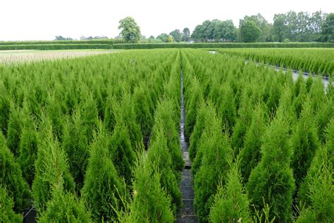 Thuja Lebensbaum Smaragd Thuja Occidentalis Smaragd 120 140 Cm