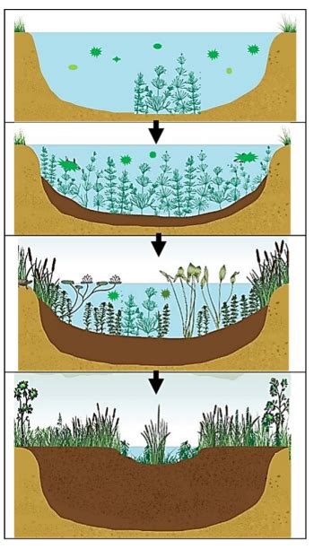 Ecological Succession In Water