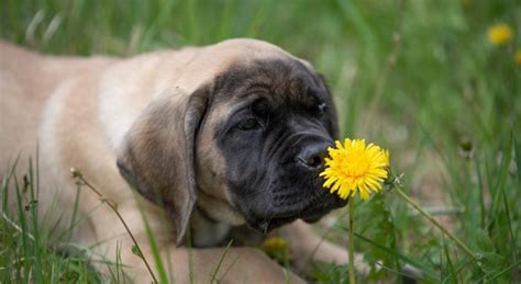 Un dresseur canin dévoile les 3 races de chiens qui sont les plus