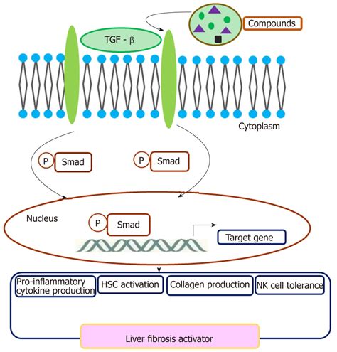 Transforming Growth Factor β Mediated Crosstalk Network In Liver