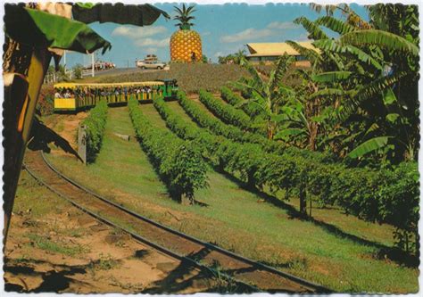 Sunshine Plantation The Big Pineapple Sunshine Coast Queensland Places