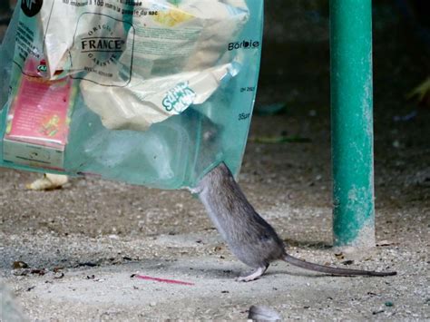 Les rats à Paris conséquence de la fan zone de l Euro 2016