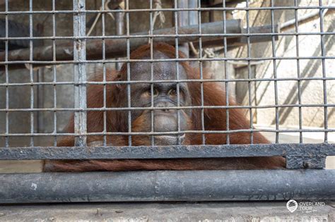 Pata Zoo Bangkok der Horror Tierquäler Zoo Nicht besuchen