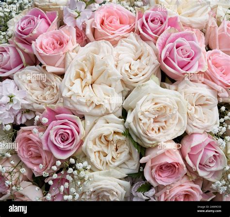 Flower arrangement of white and pink roses Stock Photo - Alamy