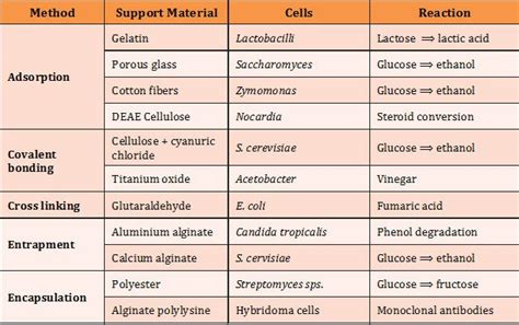 Enzyme Immobilization Method And Application Easybiologyclass