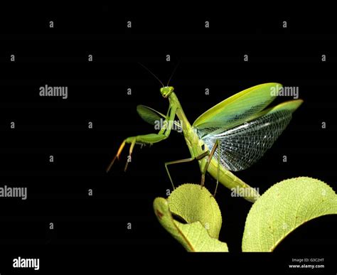 Praying Mantis With Wings Spread Stock Photo Alamy