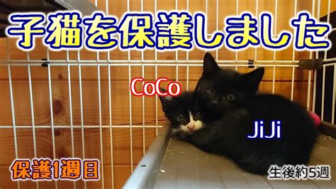 【保護猫】生後5週の子猫2匹保護し、家族として迎え入れました Youtube