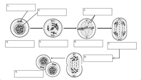 Mitosis diagram Diagram | Quizlet