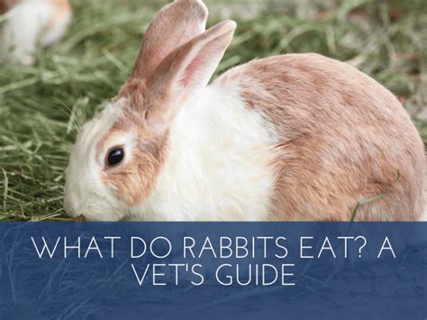 Can Rabbits Eat Green Beans Things You Should Know Rabbit Mag