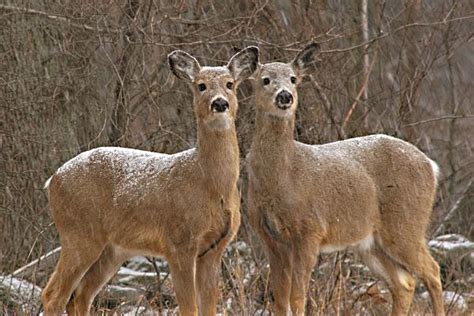 White Tail Deer Pics: Deer Sounds and Calling