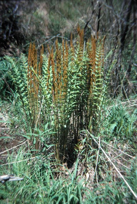 Osmunda Cinnamomea Osmundaceae Image 37672 At PhytoImages Siu Edu