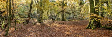Forest Glade | Skyline