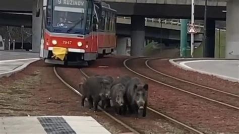 Straßenbahn ausgebremst Wildschweinfamilie sorgt auf Schienen für