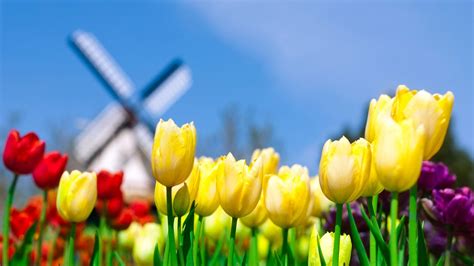 Windmill Tulips Wallpaper Nature And Landscape Wallpaper Better