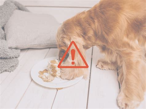 Aliments Toxiques Pour Votre Chien L Assiette De Max