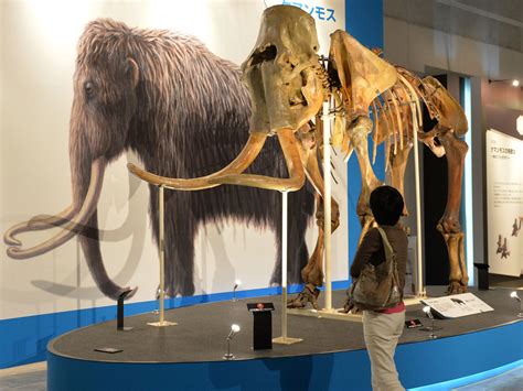 Could The Woolly Mammoth Be Brought Back To Life The Independent