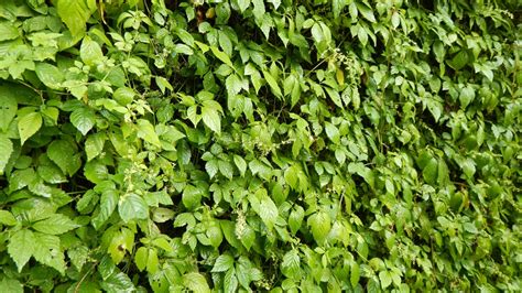 Jiaogulan: The little-known herb that may be the secret to longevity ...