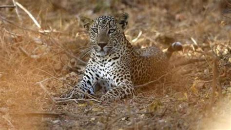 Four Leopards Found Dead At Itc Golf Course In Manesar India Tv