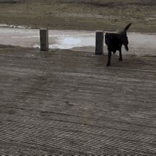 Dog Flying GIF - Dog Flying Fail - Discover & Share GIFs