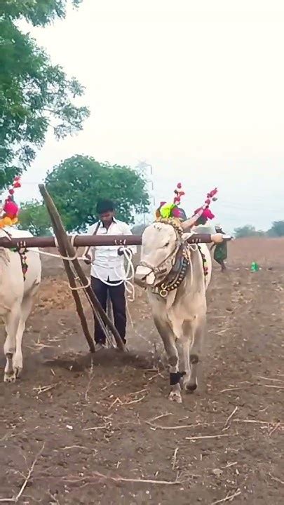 Bulls 😍😻villagebulls Shortsfeed Farming Bulls Youtube