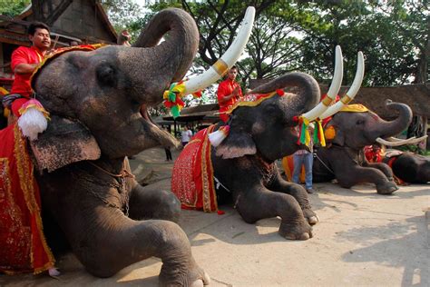 Thailand Celebrates National Elephant Day Nbc News