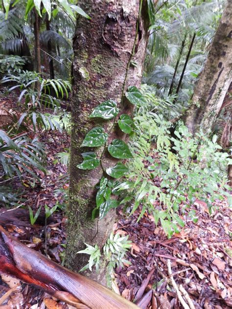 Australian Pepper Vine From Binna Burra Qld Australia On November